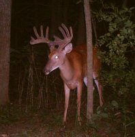 deer 8-13-11_351.jpg