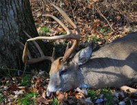 buck 2011_0_01.jpg