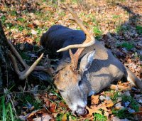 buck 2011_4_01.jpg